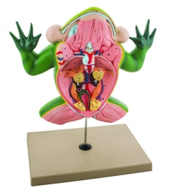 Eisco™ Jumbo Frog Dissection Model