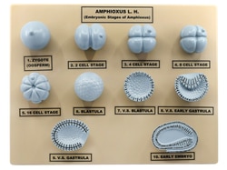 Eisco&trade;&nbsp;Amphioxus Embryonic Stages Model