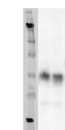 DiscoverX PathHunter eXpress GPR79 CHO-K1 -Arrestin Orphan GPCR Assay 1000 dp (10 x 96-pocillos) | Buy Online | DiscoverX | Fisher Scientific