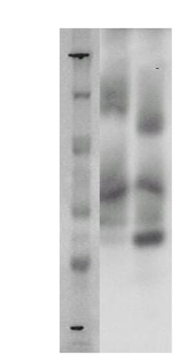 DiscoverX PathHunter CHO-K1 GPR97 -Arrestin Orphan GPCR Cell Line 2 Vials | Buy Online | DiscoverX | Fisher Scientific