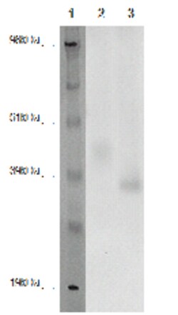 DiscoverX PathHunter eXpress GPR171 CHO-K1 -Arrestin Orphan GPCR Assay ...
