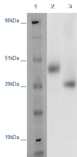 DiscoverX PathHunter CHO-K1 MRGPRF -Arrestin Orphan GPCR Cell Line 2 Vials | Buy Online | DiscoverX | Fisher Scientific