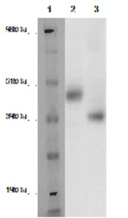 DiscoverX PathHunter eXpress MRGPRF CHO-K1 -Arrestin Orphan GPCR Assay 200 dp (2 x 96-well) | Buy Online | DiscoverX | Fisher Scientific
