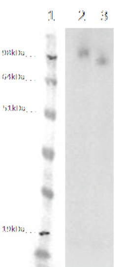 DiscoverX PathHunter eXpress LGR4 CHO-K1 -Arrestin Orphan GPCR Assay 1,000 dp (10 x 96-well) | Buy Online | DiscoverX | Fisher Scientific
