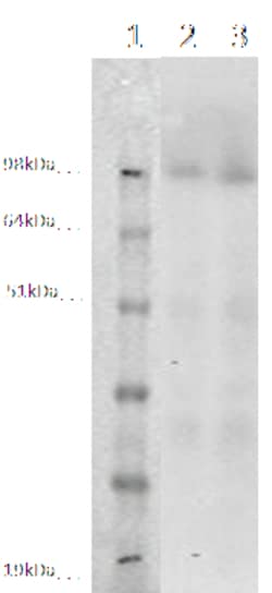 DiscoverX PathHunter CHO-K1 LGR6 -Arrestin Orphan GPCR Cell Line 2 Vials | Buy Online | DiscoverX | Fisher Scientific