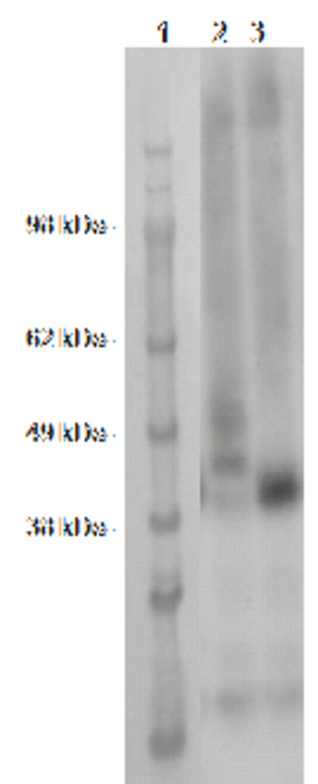 DiscoverX PathHunter eXpress OPN5 CHO-K1 -Arrestin Orphan GPCR Assay 1 ...