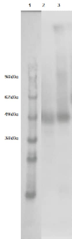 DiscoverX PathHunter eXpress GPR182 CHO-K1 -Arrestin Orphan GPCR Assay ...