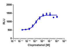 DiscoverX PathHunter eXpress PTGFR Total GPCR Internalization Assay 1,000 dp (10 x 96-well) | Buy Online | DiscoverX | Fisher Scientific