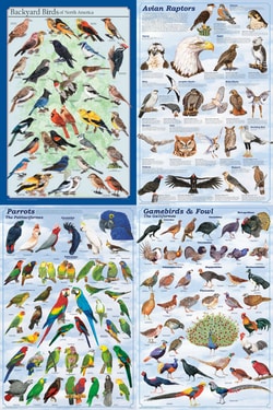 Fischer Technical Company™ Bird Poster Set of 4, Laminated