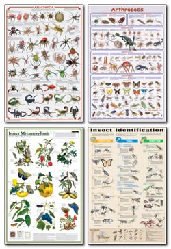 Fischer Technical Company&nbsp;Insects Poster Set