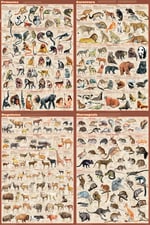 Fischer Technical Company Mammals Poster Set of 4, Laminated 4 Pk