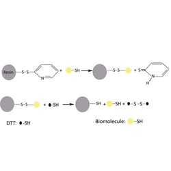 Thiopropyl Resin, G-Biosciences