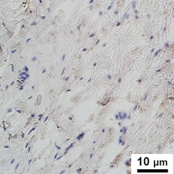 Iron Stain (Prussian Blue Iron) Kit, G-Biosciences