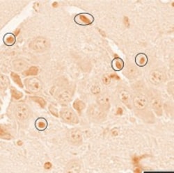 Amyloid Stain Kit, Congo Red, Each Kit, G-Biosciences 3 x 250 mL | Buy Online | G-Biosciences | Fisher Scientific