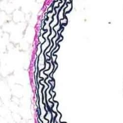 Elastic Stain Kit, 1 Kit, G-Biosciences