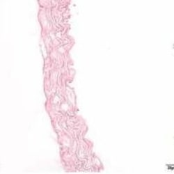Reticulum Stain Kit, 1 Kit, G-Biosciences