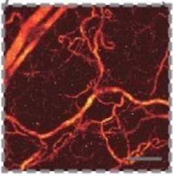 Tartrazine Solution, 250 mL, G-Biosciences