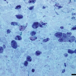 Borax Solution, 100 mL, G-Biosciences