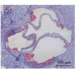 Oil Red O Solution, 250 mL, G-Biosciences 250 mL | Buy Online | G-Biosciences | Fisher Scientific