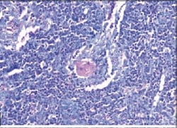 Papanicolaou Stain Modified EA 65, 250 mL, G-Biosciences