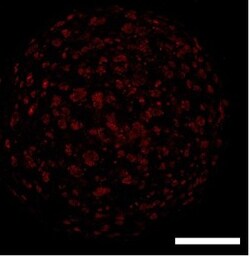 Brilliant Cresyl Blue Solution, 100 mL, G-Biosciences 100 mL | Buy Online | G-Biosciences | Fisher Scientific