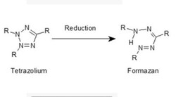 CytoScan&trade; MTT Cell Proliferation Assay, 1000 reactions, G-Biosciences