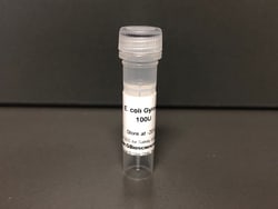 E. coli Gyrase, 100 U, G-Biosciences