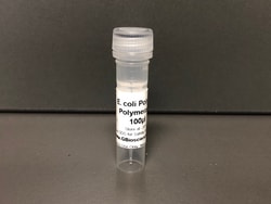 E. coli Poly(A) Polymerase, 500 U, G-Biosciences