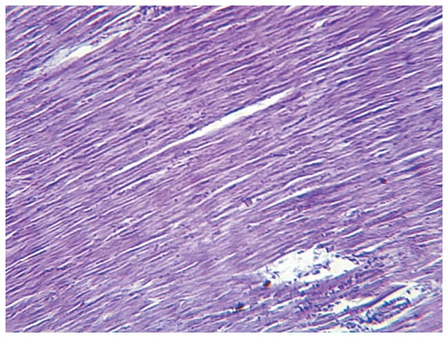 Cardiac muscle microscope slide