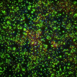 Amsbio LLC (formerly Genlantis)&nbsp;GeneSilencer&trade; siRNA Transfection Reagents