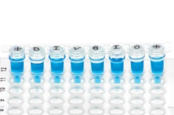 DiversifiedBiotech Tough-Spots 1500/Packung | Buy Online | DiversifiedBiotech | Fisher Scientific