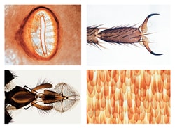 Johannes Lieder Insecta, Elementary Set