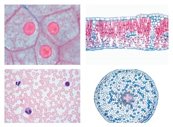 Johannes Lieder Series for Secondary Schools, Set No. I. Cells, Tissues and Organs