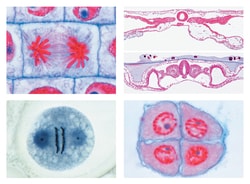 Johannes Lieder Series for Secondary Schools, Set no. V. Genetics, Reproduction and Embryology