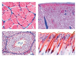 Johannes Lieder Histology of the Rabbit (Lepus cuniculus)