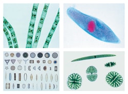 Johannes Lieder The Microscopic Life in the Water, Part I