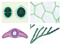 Johannes Lieder The Microscopic Life in the Water, Part II