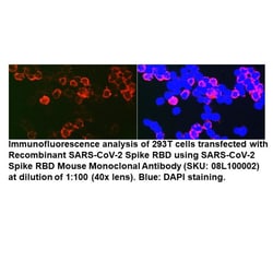 Spike RBD Mouse, anti-SARS-CoV-2, Unconjugated, MP Biomedicals 100 &mu;L | Buy Online | MP Biomedicals, Inc | Fisher Scientific