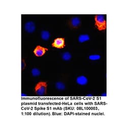 Spike S1 Rabbit, anti-SARS-CoV-2, Unconjugated, MP Biomedicals Quantity: