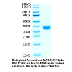 MP Biomedicals&trade;&nbsp;Biotinylated Recombinant SARS-CoV-2 Spike RBD Protein (C-His-Avi tag)