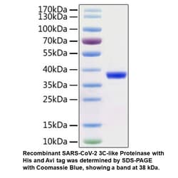 MP Biomedicals&trade;&nbsp;Biotinylated Recombinant SARS-CoV-2 3C-like Proteinase (C-His-Avi tag)