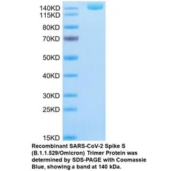 MP Biomedicals&trade;&nbsp;Recombinant SARS-CoV-2 Spike S (B.1.1.529/Omicron) Trimer Protein (His tag)