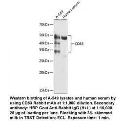 CD63 Rabbit, anti-Human, Unconjugated, MP Biomedicals 100 &mu;L | Buy Online | MP Biomedicals, Inc | Fisher Scientific
