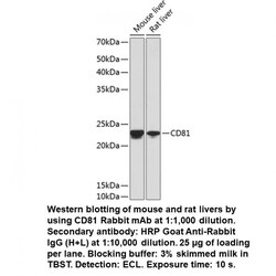 CD81 Rabbit, anti-Human, Unconjugated, MP Biomedicals Quantity: 100 &mu;L:Antibodies,