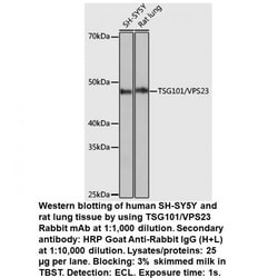 TSG101/VPS23 Rabbit, anti-Human, Unconjugated, MP Biomedicals 100 &mu;L | Buy Online | MP Biomedicals, Inc | Fisher Scientific