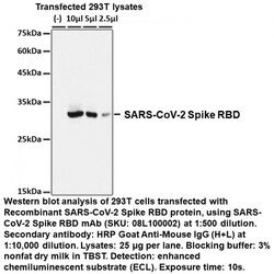 Spike RBD Mouse, anti-SARS-CoV-2, Unconjugated, MP Biomedicals 100 &mu;L | Buy Online | MP Biomedicals, Inc | Fisher Scientific