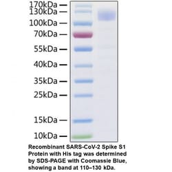 MP Biomedicals&trade;&nbsp;Recombinant SARS-CoV-2 Spike S1 Protein (His tag)