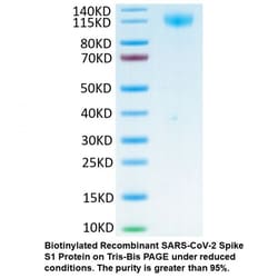 MP Biomedicals&trade;&nbsp;Biotinylated Recombinant SARS-CoV-2 Spike S1 Protein (C-His-Avi tag)