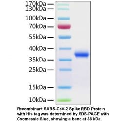 MP Biomedicals&trade;&nbsp;Recombinant SARS-CoV-2 Spike RBD Protein (His tag)
