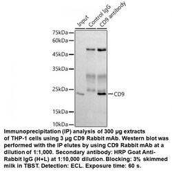 CD9 Rabbit, anti-Human, Unconjugated, MP Biomedicals 100 &mu;L | Buy Online | MP Biomedicals, Inc | Fisher Scientific